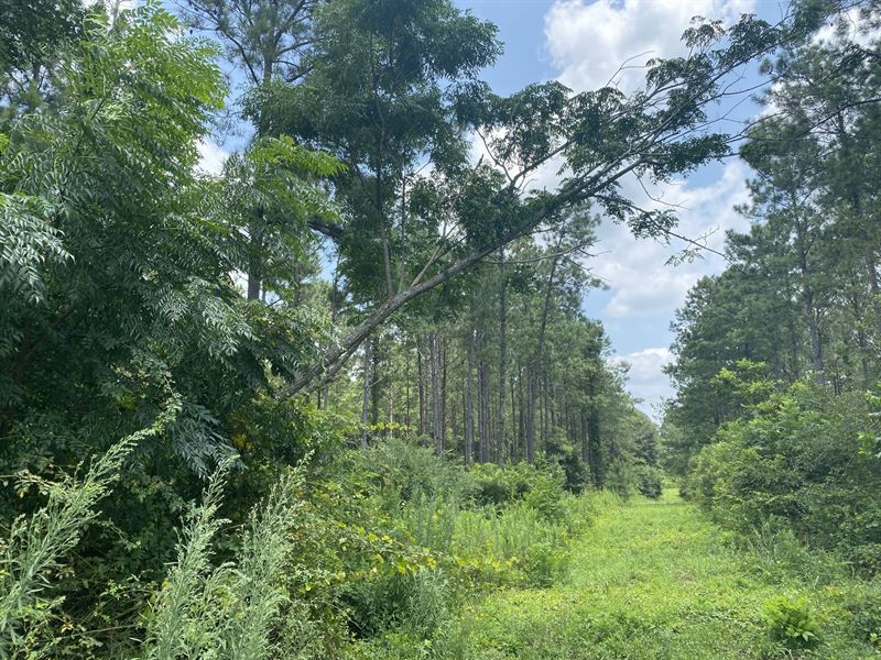 Perfect Sized Recreational Tract : Plains : Sumter County : Georgia