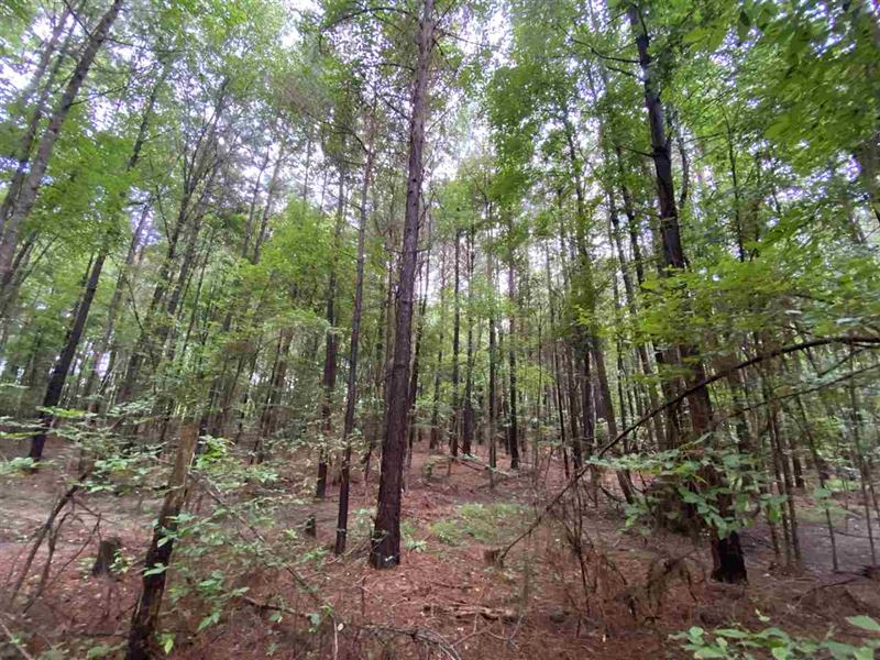 Acreage for Homesite in Karnack : Karnack : Harrison County : Texas