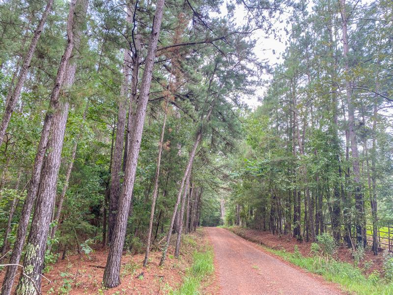 20 Acres, CR 218 : Nacogdoches : Nacogdoches County : Texas