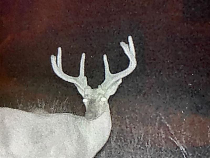 Mammoth Spring Farm and Hunting Pro : Mammoth Spring : Fulton County : Arkansas