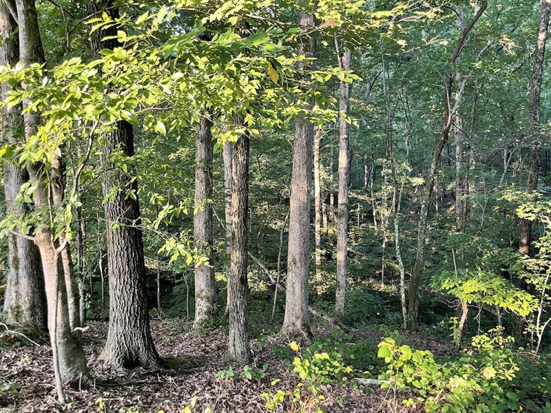 15 Acres Humphreys County : Waverly : Humphreys County : Tennessee