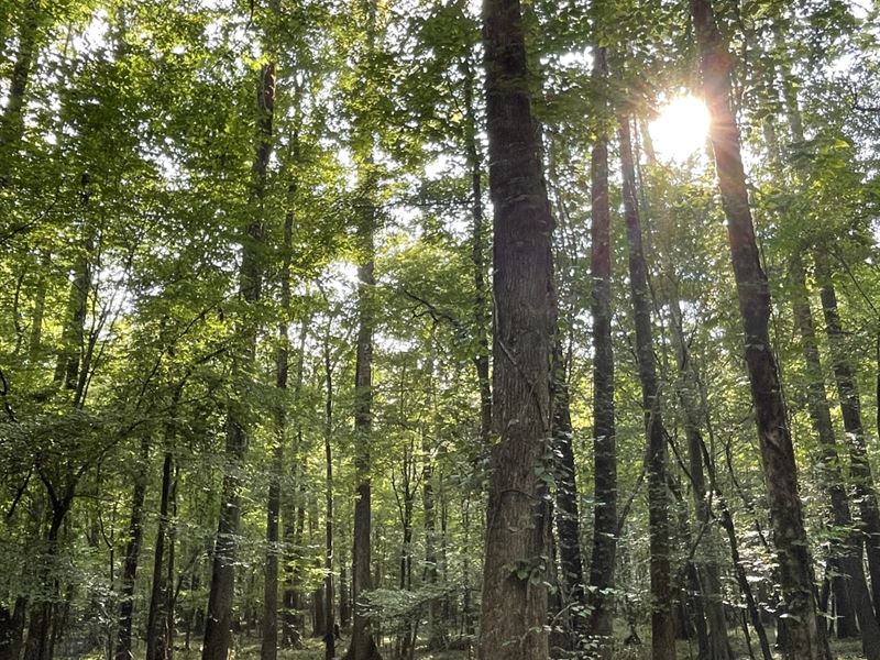 375 Acres Lamar County : Sulligent : Lamar County : Alabama