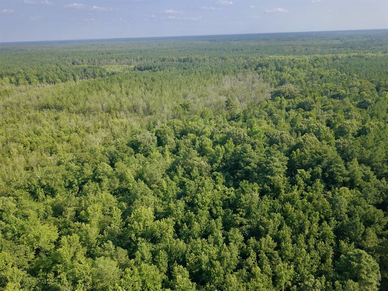 Sanderlin Tract 2 : Windsor : Bertie County : North Carolina