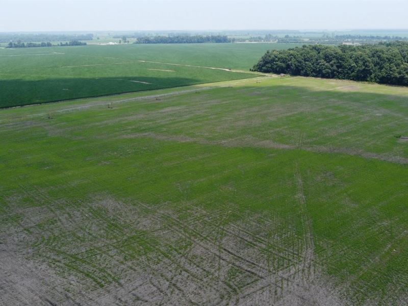 100 Acres for Sale in Mississippi : East Prairie : Mississippi County : Missouri