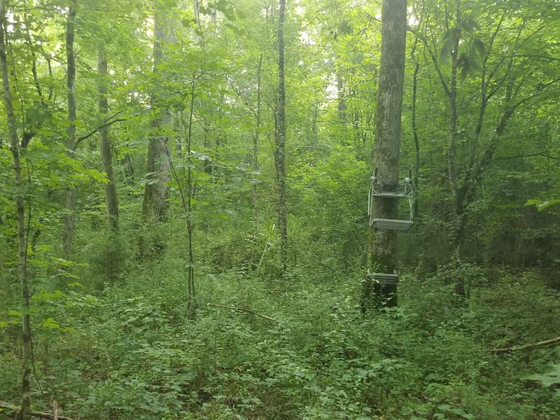 111 Acres, Peeks Hill Road : Ohatchee : Calhoun County : Alabama