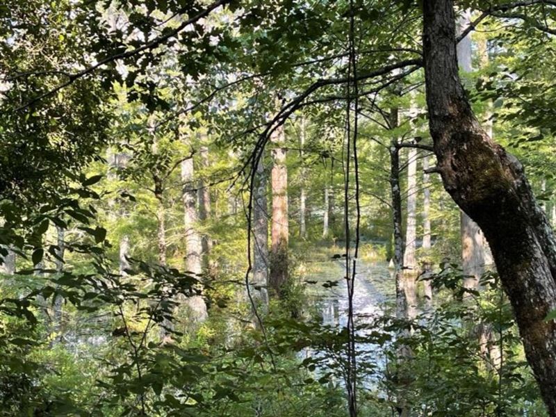 515 Acres in Yalobusha County in Ti : Tillatoba : Yalobusha County : Mississippi