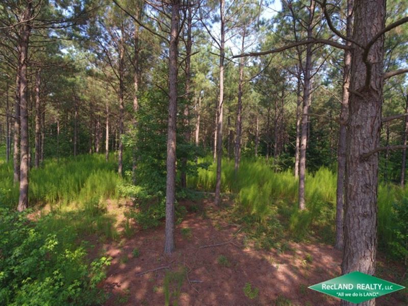 33 Ac, Pine Timberland with Home : Athens : Claiborne Parish : Louisiana