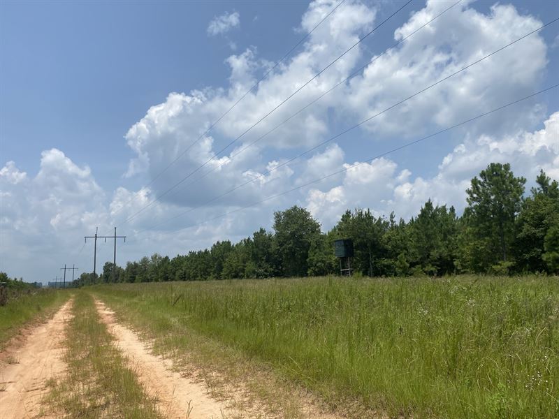 Fully Wooded Hunting Property : Americus : Sumter County : Georgia