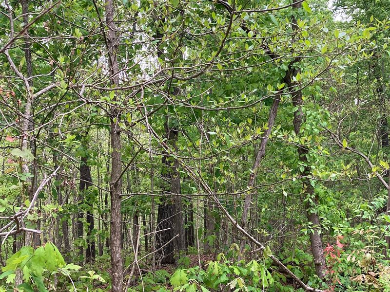 Land for Sale in Southern Missouri : Mountain Grove : Texas County : Missouri