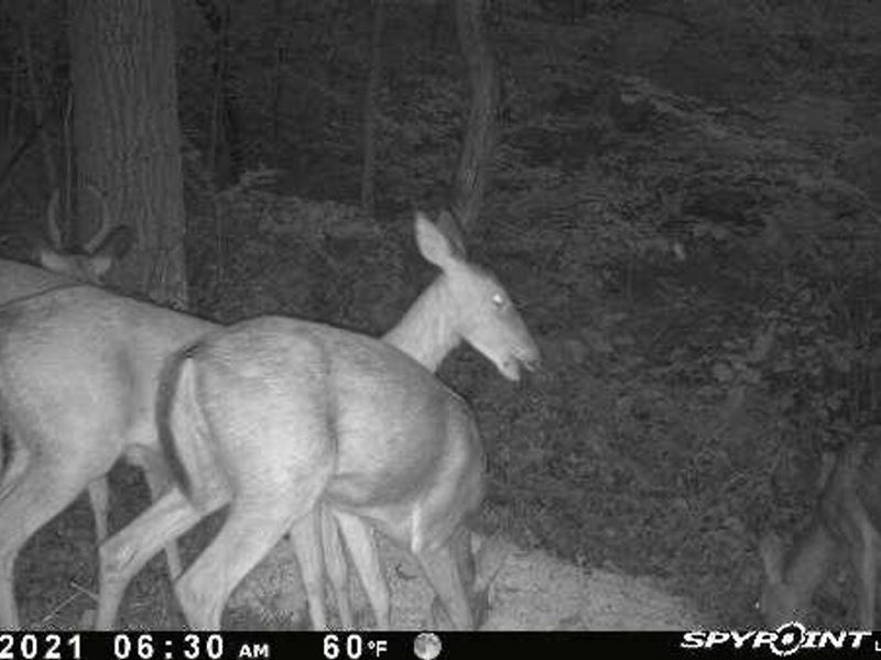 Robinson Hill Rd, 76 Acres, Washi : Marietta : Washington County : Ohio