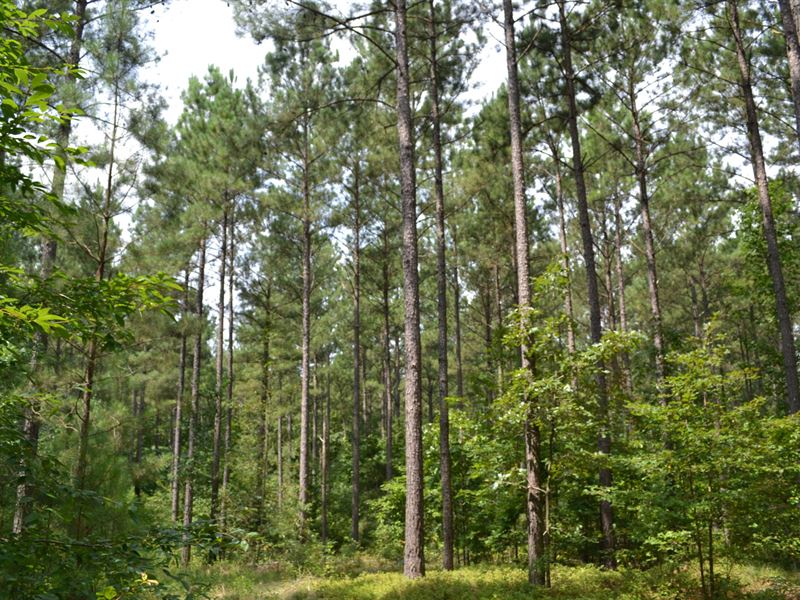 259 Ac. Mack Alexander Tract : Piedmont : Calhoun County : Alabama