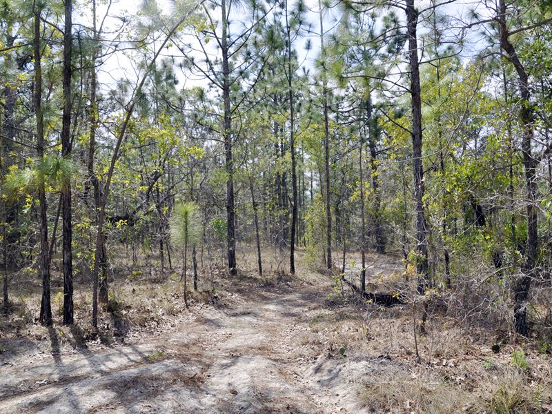 Annutteliga Hammock Tract 5 : Weeki Wachee : Hernando County : Florida