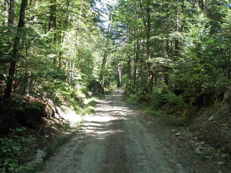 Old Stage Road Forest : Bethel : Windsor County : Vermont