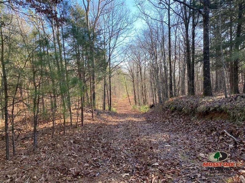 169 Acres of Great Hunting Close to : New Concord : Calloway County : Kentucky