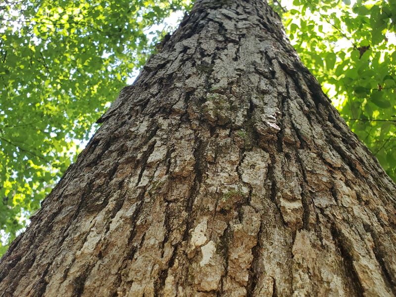 129 Ac, Coosa County, AL : Sylacauga : Coosa County : Alabama