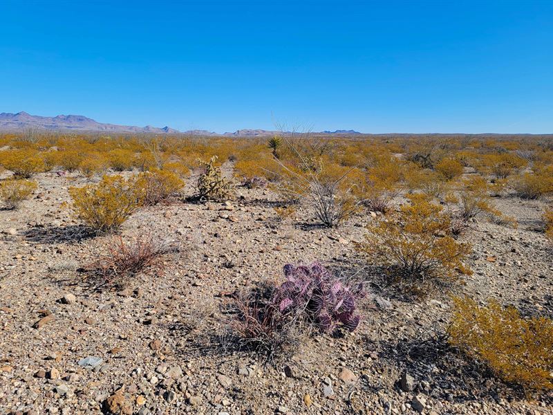 Gorgeous 20 Acres in Texas : Adobes : Presidio County : Texas