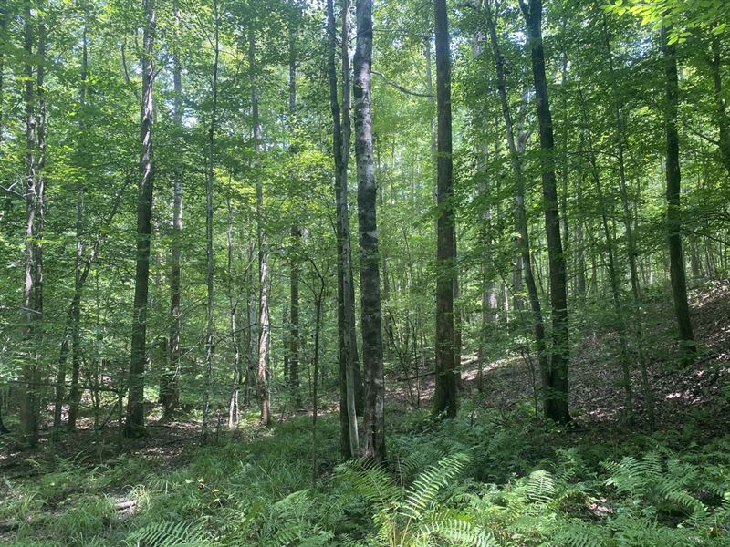Heart of Dixie Hwy Tract : Ragland : Saint Clair County : Alabama