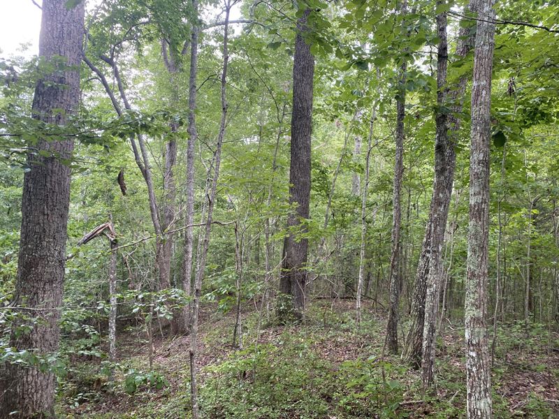 Fox Creek Tract : Odenville : Saint Clair County : Alabama
