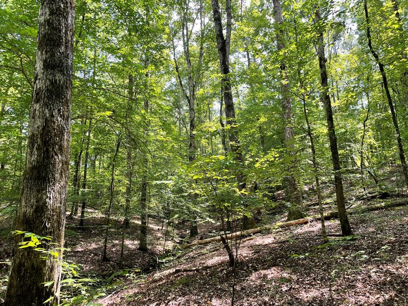 Excellent Recreational Tract : Elberton : Elbert County : Georgia