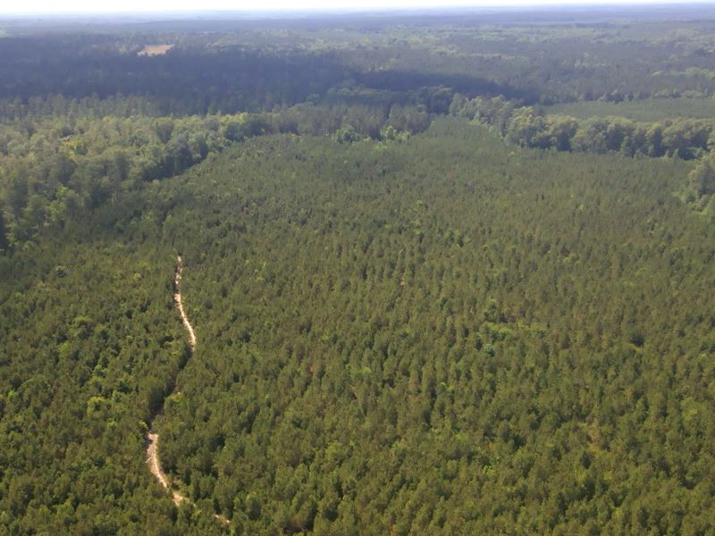 McCoy Pines : Waynesboro : Burke County : Georgia