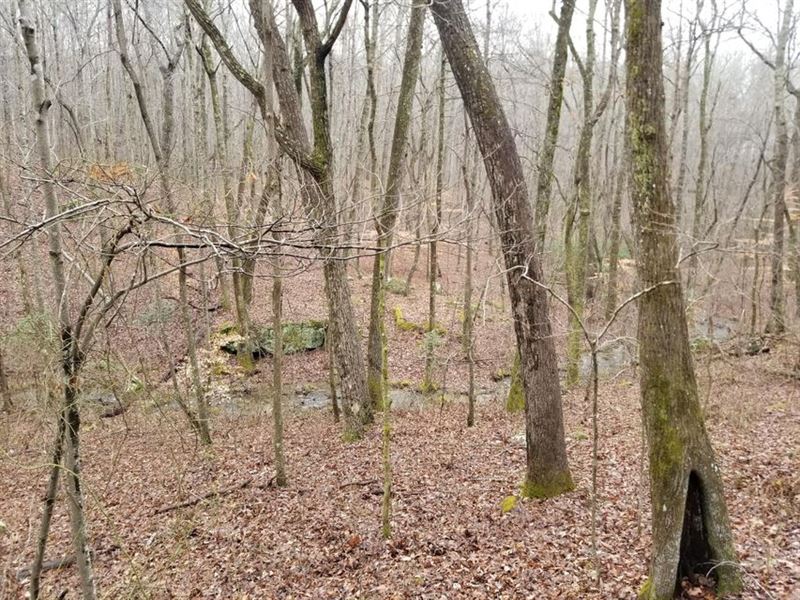 19.88 +/- Acres, Borders State Land : Sewanee : Marion County : Tennessee