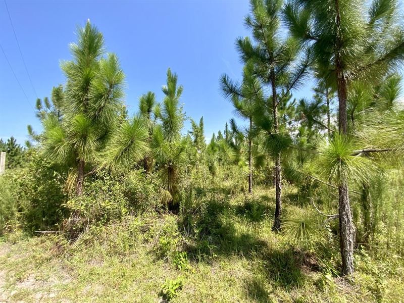 Hickory Grove 10.12 : Pinetta : Madison County : Florida