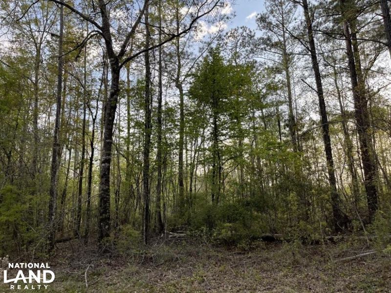 Nicholsville Sweet Water Hunting : Sweet Water : Marengo County : Alabama