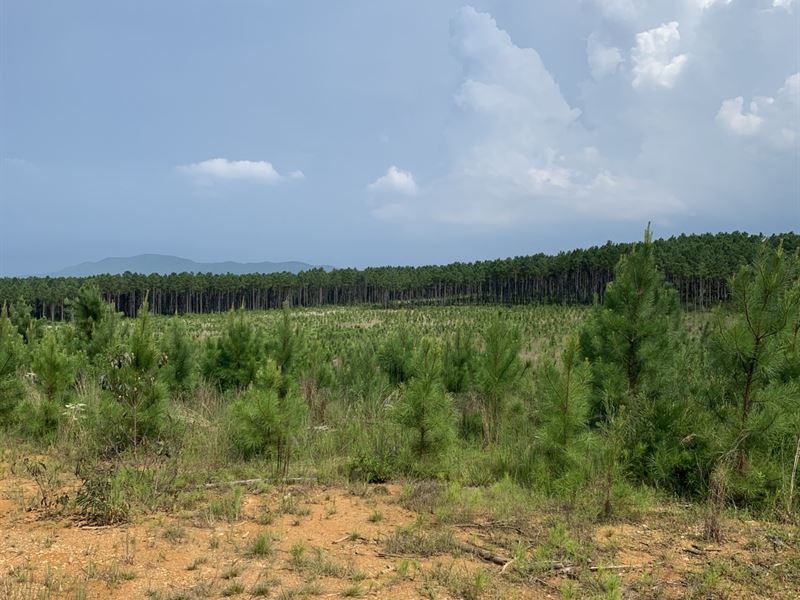 256.32 Ac, Tom Cat Road : Gadsden : Etowah County : Alabama