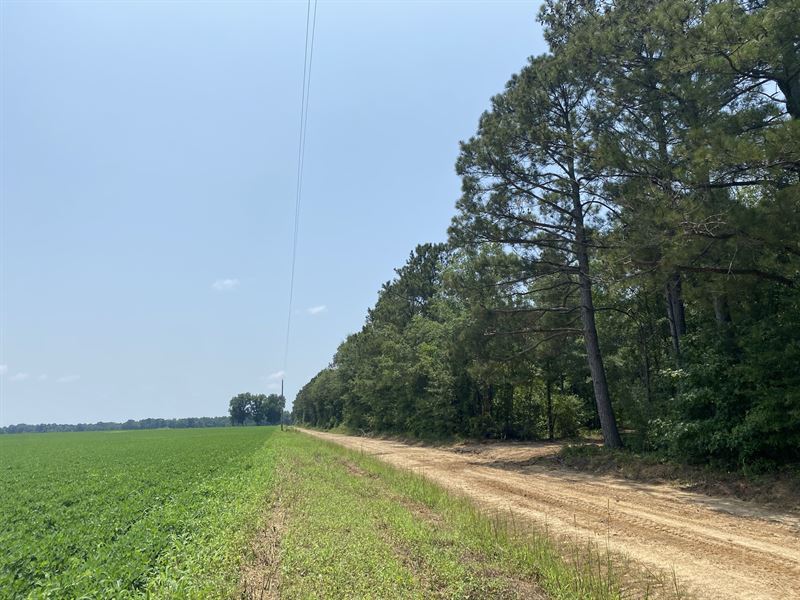 Beautiful Tract, Mini Farm : Bronwood : Terrell County : Georgia