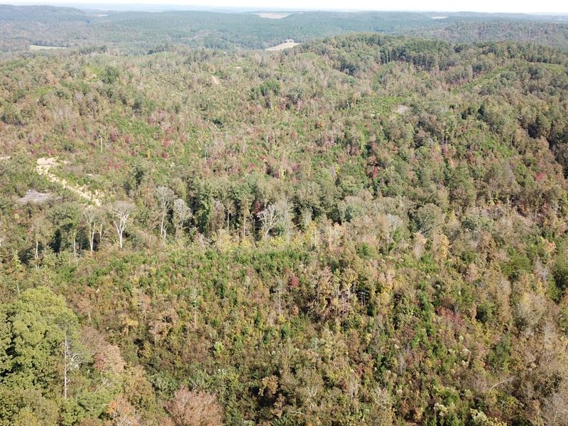 160 Ac, Walker Co, AL : Carbon Hill : Walker County : Alabama