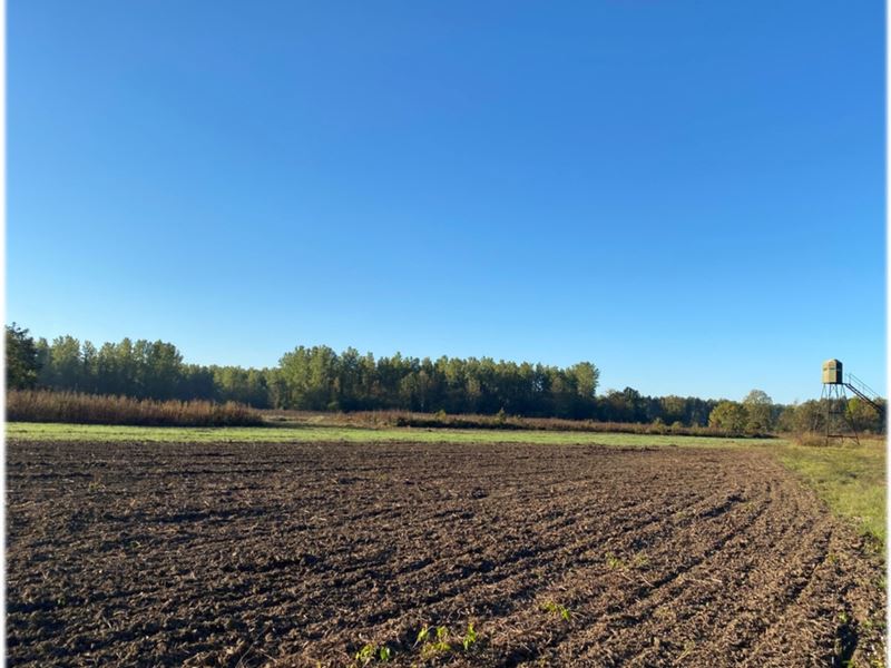 One Equity Share in Magna Vista : Onward : Issaquena County : Mississippi