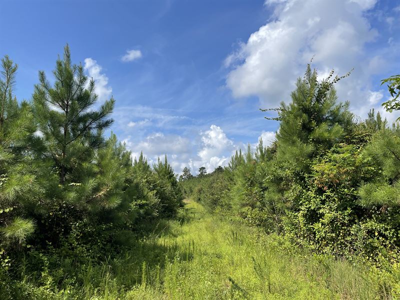 County Road 222 Tract : Shubuta : Clarke County : Mississippi