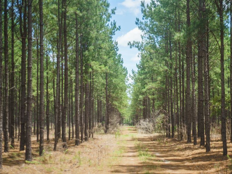 Glenn Timberlands : Swainsboro : Emanuel County : Georgia