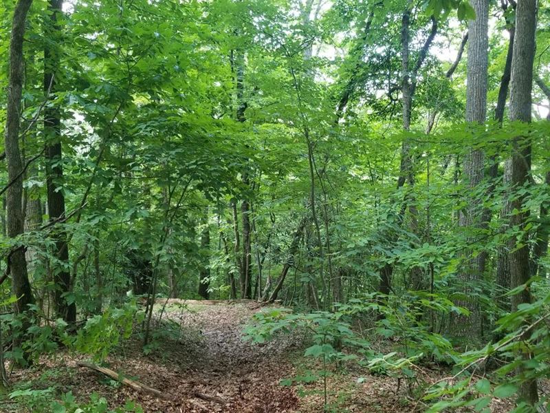 72 Ac Bordering U.S. Forest Servi : Bakersville : Mitchell County : North Carolina