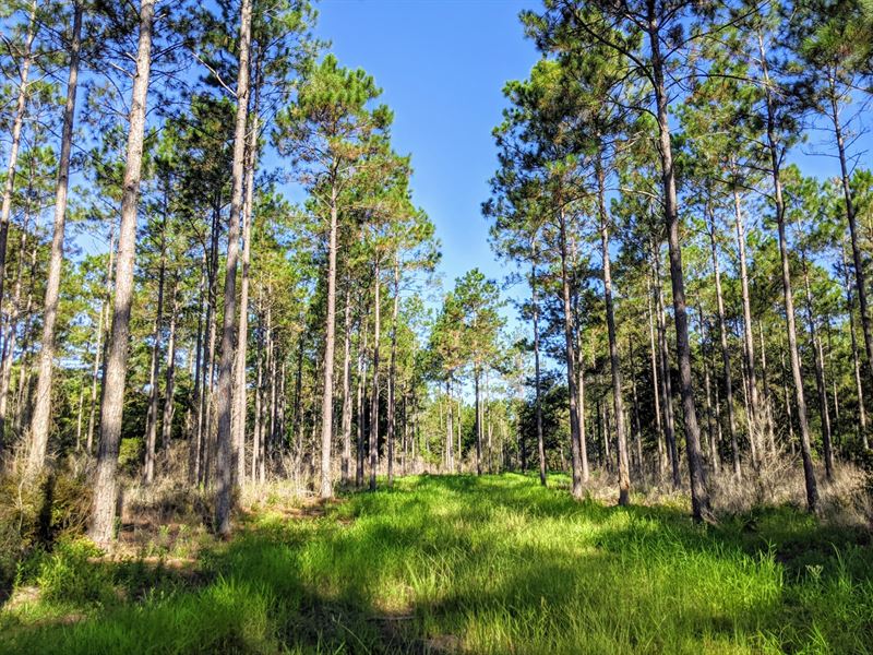 45 Ac Timber Hunting Homesite FL : Monticello : Jefferson County : Florida