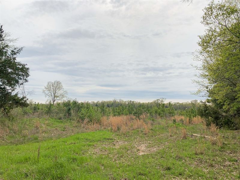 35 Acres, Maya 1004, Tract 22 : Simms : Bowie County : Texas