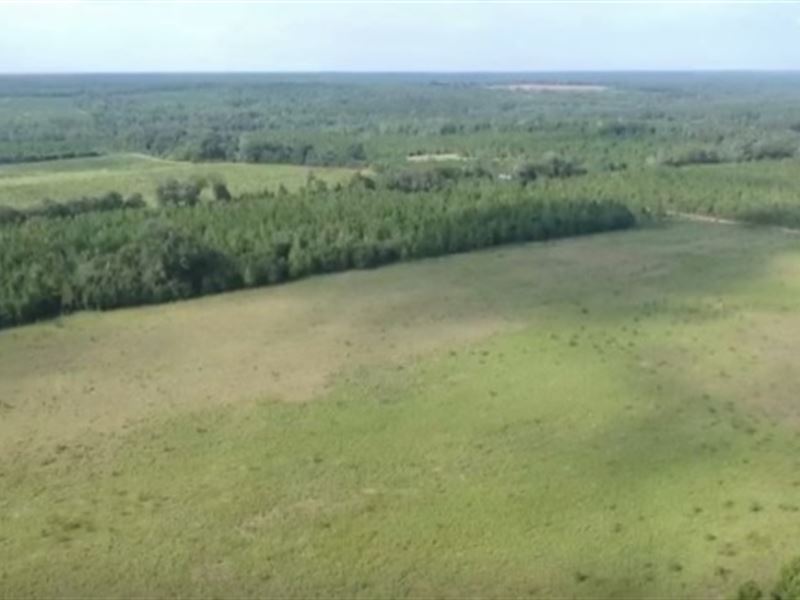 Fully Wooded Hunting Tract : Coleman : Randolph County : Georgia