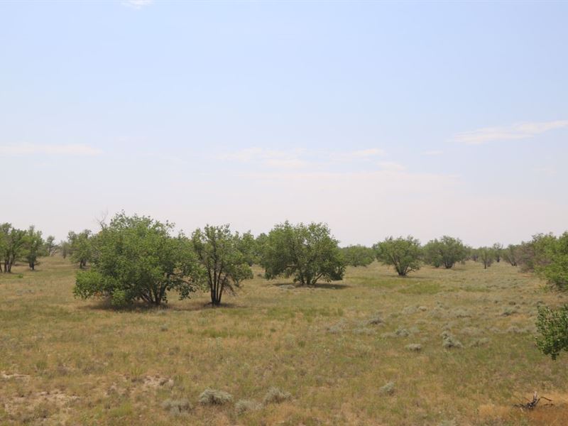 Bijou Creek Ranch : Wiggins : Morgan County : Colorado