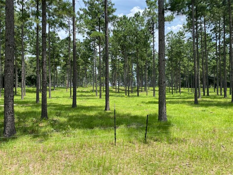 Beargrass Tract : Bainbridge : Decatur County : Georgia