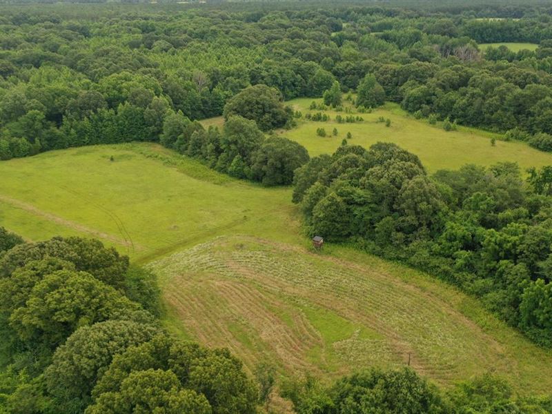 80 Acre Panola Tract Live/Hunt : Como : Panola County : Mississippi