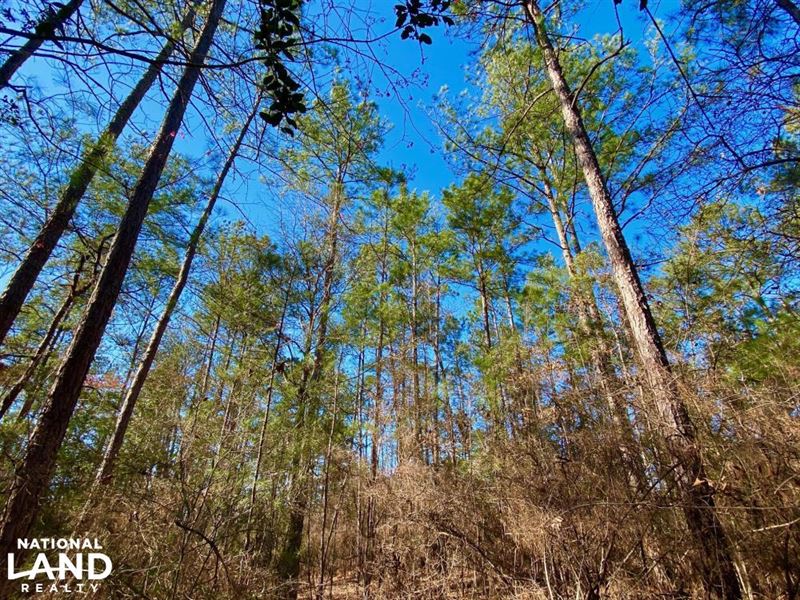 Chatom Fall Drive Timber Hunting : Chatom : Washington County : Alabama