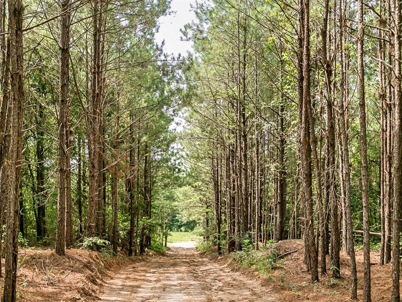 170 Acres Timber Recreational Hunti : Downsville : Union Parish : Louisiana