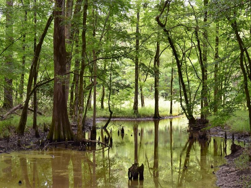 Stanley Timber Tract : Stanley : De Soto Parish : Louisiana