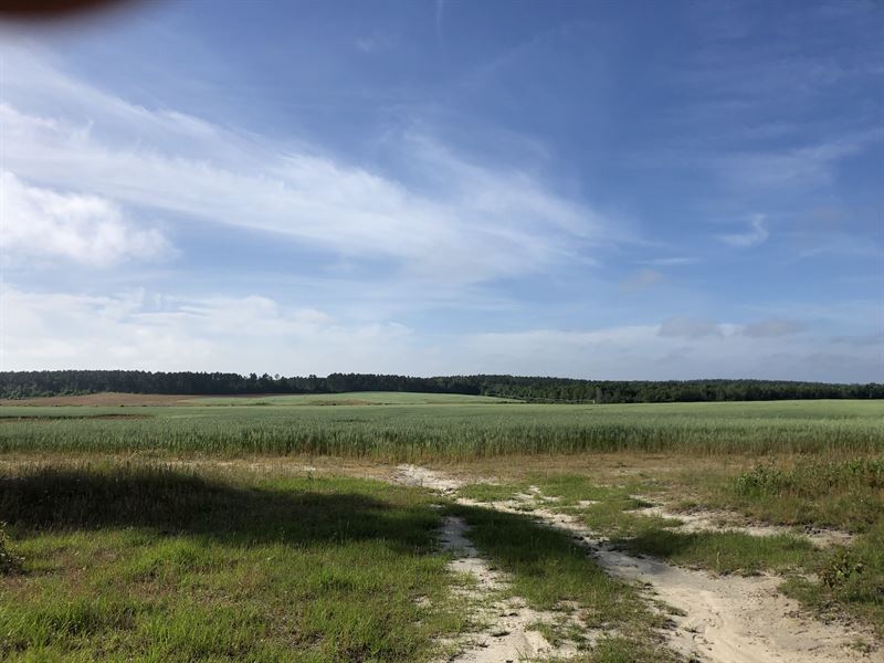 Irrigated Farmland : Chester : Dodge County : Georgia