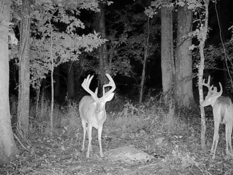 1290 Acres in Chicot County in Eudo : Eudora : Chicot County : Arkansas
