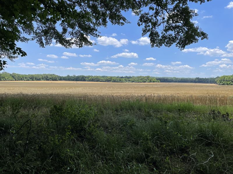 940 Acres Recreational Land : Talladega : Talladega County : Alabama