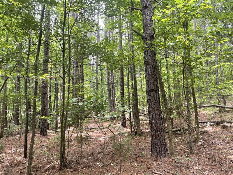 Fantastic Homestead & Recreational : Hamilton : Marion County : Alabama