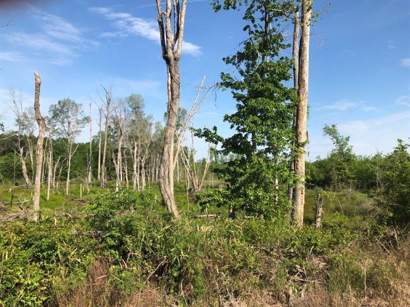 Deepstep Creek : Sandersville : Washington County : Georgia