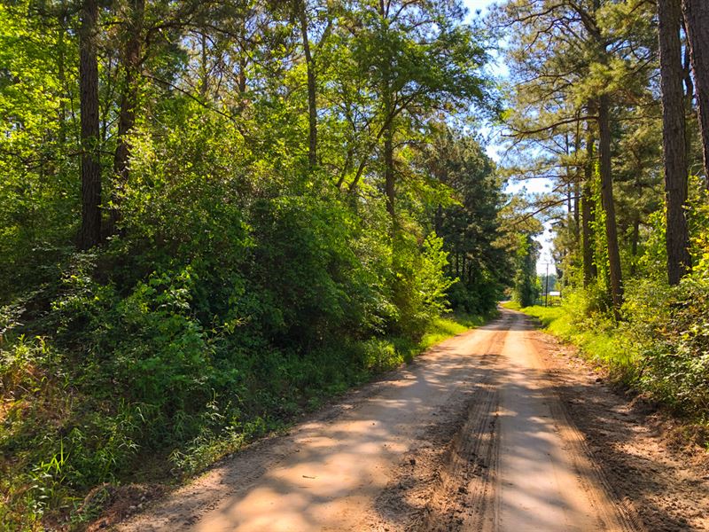 390 Acres Trinity Forest : Trinity : Trinity County : Texas