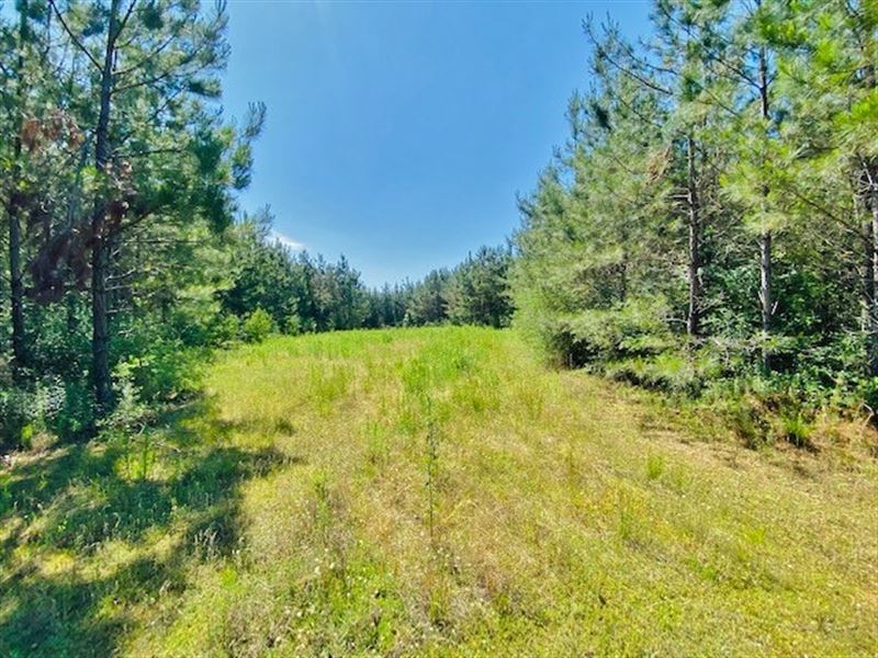 80.5 Acre Deer Haven / Tylertown : Tylertown : Walthall County : Mississippi